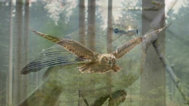 Виталий Валентинович Бианки. Детям о писателе смотреть онлайн