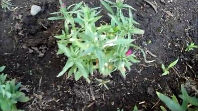 Алиссум не цветёт?Как добиться цветения алиссума смотреть онлайн