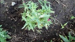 Алиссум не цветёт?Как добиться цветения алиссума