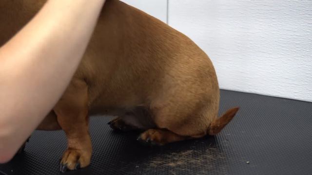 #2 most aggressive dog breed in the world смотреть онлайн
