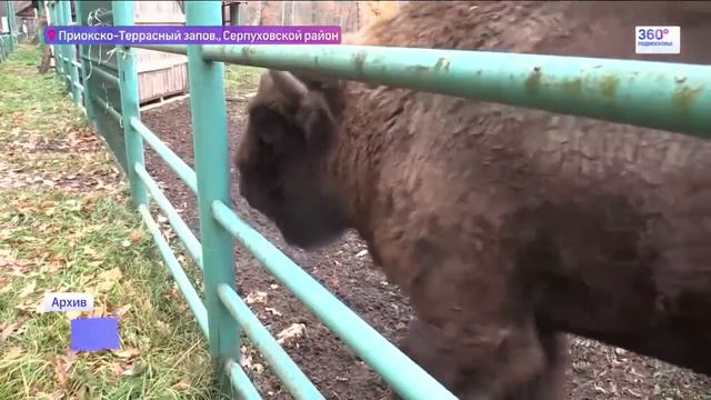В питомник привезен новый бык смотреть онлайн