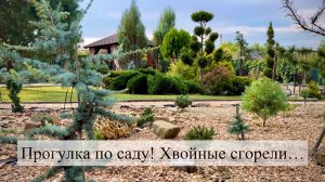 Прогулка по саду. Сгорели хвойные…