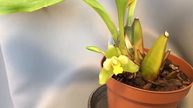 #Ликасты#орхидеи#                                     Мои Ликасты,цветение уход