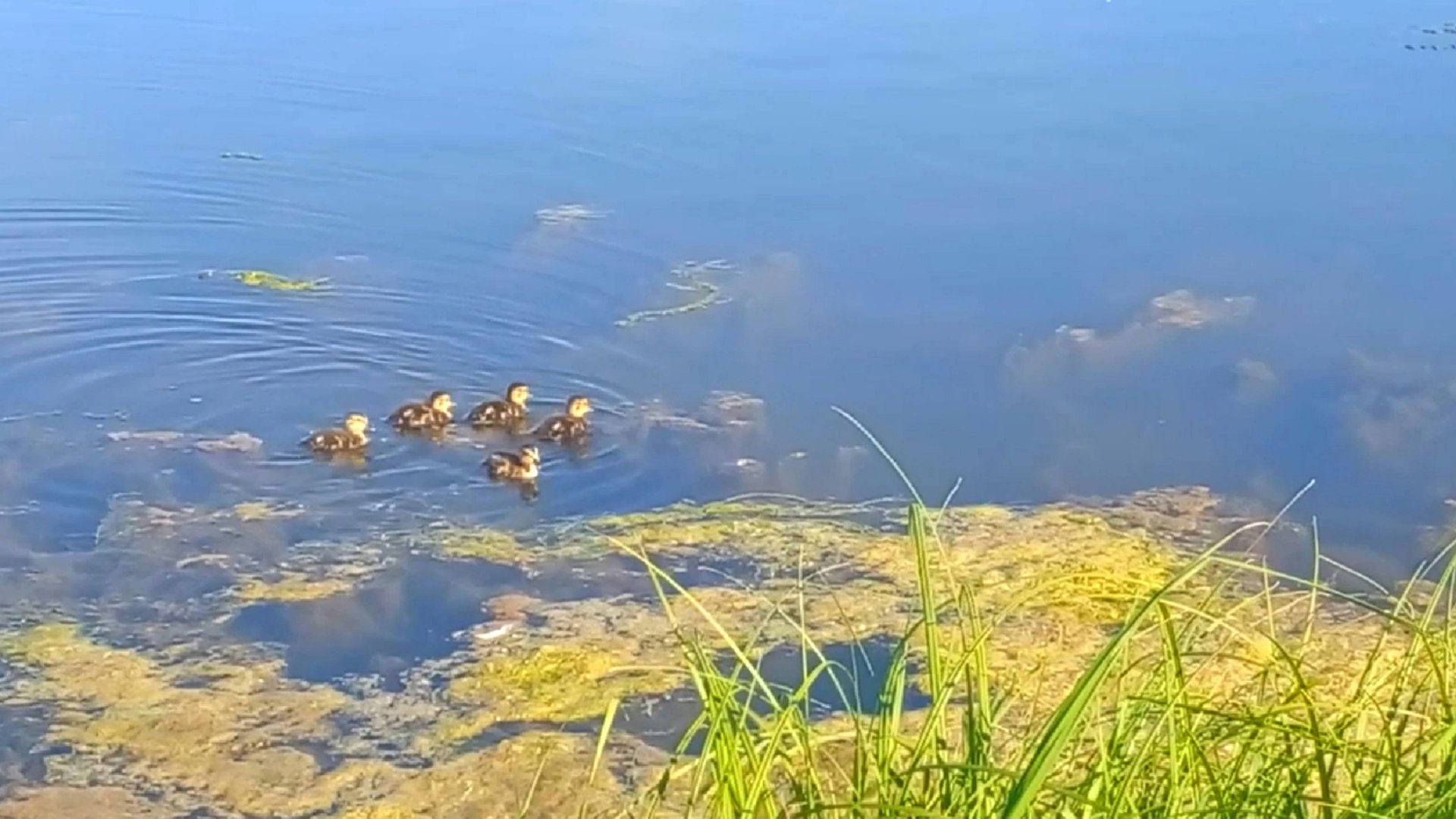 Брошенные? Дикие утята остались без мамки смотреть онлайн