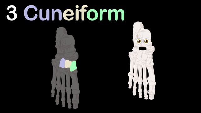 Human Body /Foot Bones/Human Body Systems смотреть онлайн