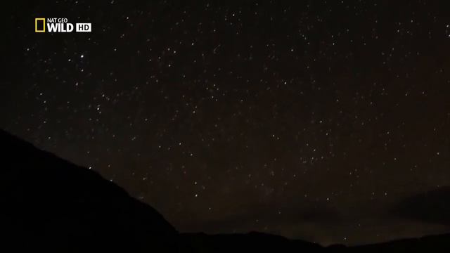 Дикая Колумбия / Wild Colombia 03