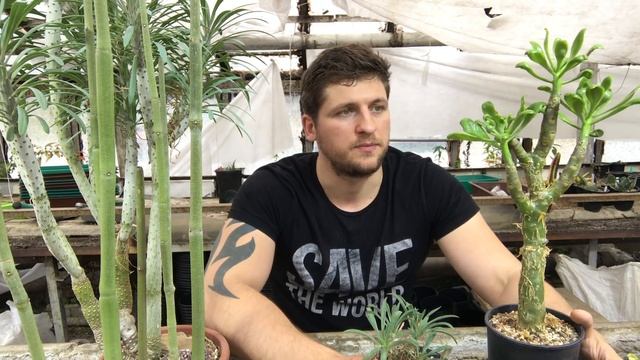 Суккуленты которые растут зимой - Саркокаулон, Тилекодон и другие смотреть онлайн
