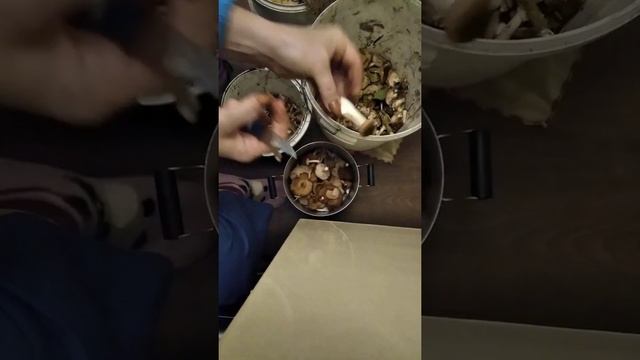 Опята как правильно чистеть смотреть онлайн