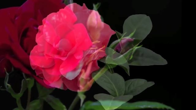 Cамые красивые цветы. Нежности самые красивые цветы смотреть онлайн