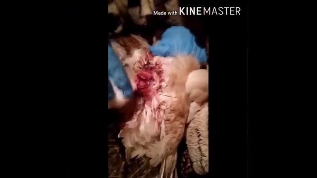 Кровотечение у курицы из клоаки . Что случилось? Разбитое яйцо. смотреть онлайн