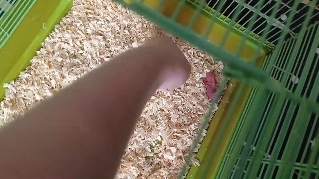 РОДИЛИСЬ ОЧЕНЬ МАЛЕНЬКИЕ КРЫСЯТА. КАКОЙ НАПОЛНИТЕЛЬ ВЫБРАТЬ? смотреть онлайн