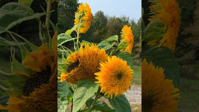 Teddy Bear Sunflower Budding, Blooming And Harvesting Time Lapse On Our Offgrid Canadian Homestead