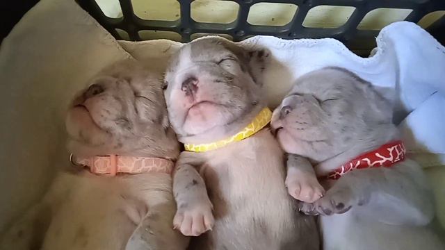 Французский бульдог. Щенкам 15 дней. смотреть онлайн