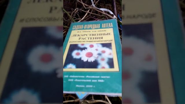 можжевельник обыкновенный, он же необыкновенный. Тверская область. смотреть онлайн