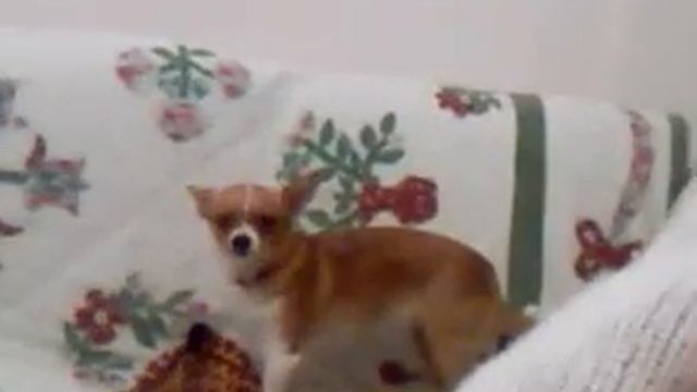 Ancora Shila da Grottaglie смотреть онлайн