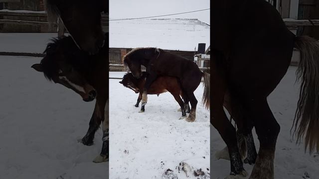 #жеребец и кобыла Марта #случка на прогулке смотреть онлайн