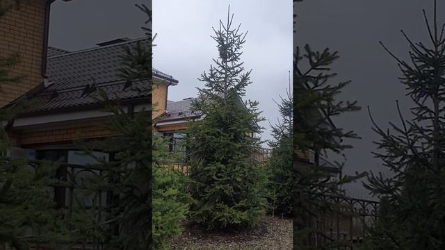 ЕЛЬ ОБЫКНОВЕННАЯ. КРУПНОМЕРЫ. ПОСАДКА КРУПНОМЕРОВ.ВОРОНЕЖ # крупномеры #посадкакрупномеров смотреть онлайн
