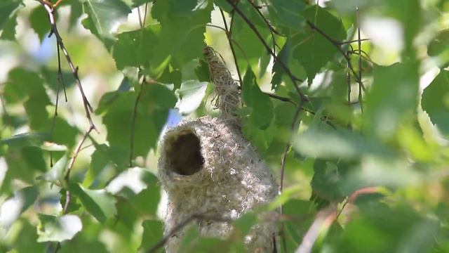 Ремезы строят гнездо смотреть онлайн