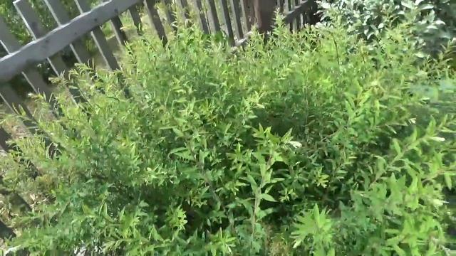 Декоративно -лиственно -хвойный садик ! смотреть онлайн