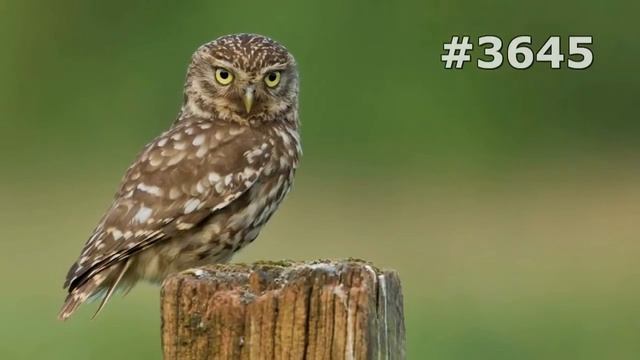 #3645. Совы (В мире животных) смотреть онлайн