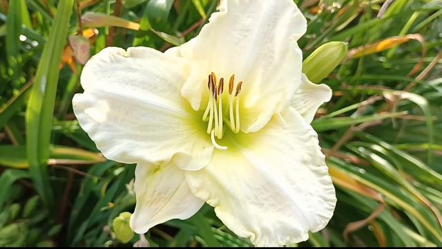 С добрым утром!Хорошего дня! смотреть онлайн