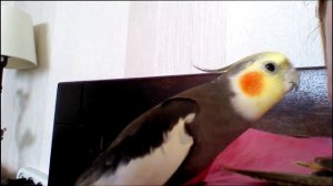 Попугай корелла говорит: Декстер  ГОВОРЯЩАЯ КОРЕЛЛА!