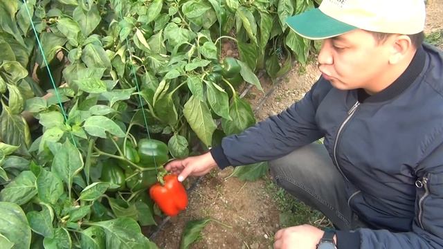 Обзор кубовидных перцев Соланор F1 и Hercules F1 смотреть онлайн