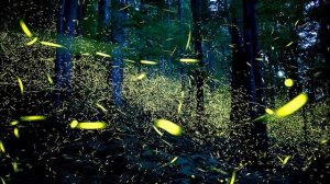 ТОП 10 самых интересных фактов о СВЕТЛЯЧКАХ