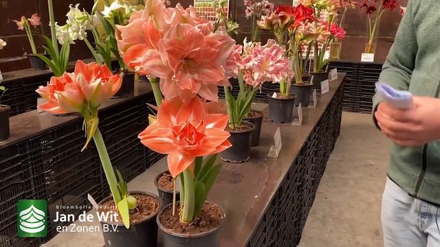 Amaryllis garden | Part 1: The Nymph Series | English | Jan de Wit en Zonen смотреть онлайн
