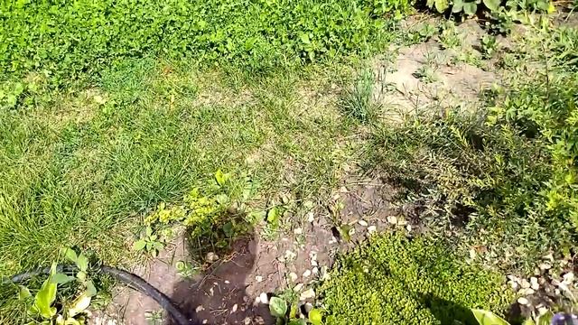 Мульчирую измельчёнными ветками. На даче 29 августа 2022 г. смотреть онлайн