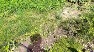 Мульчирую измельчёнными ветками. На даче 29 августа 2022 г.