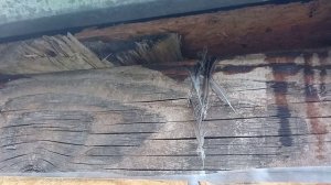 Как отвадить воробьев от птичника, простейший метод.