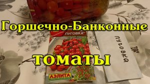 Томат Пуговка. Горшечной -Балконный 12.11.2022