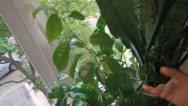Мои растения в сентябре. Хвастаюсь красивой фиалкой. смотреть онлайн