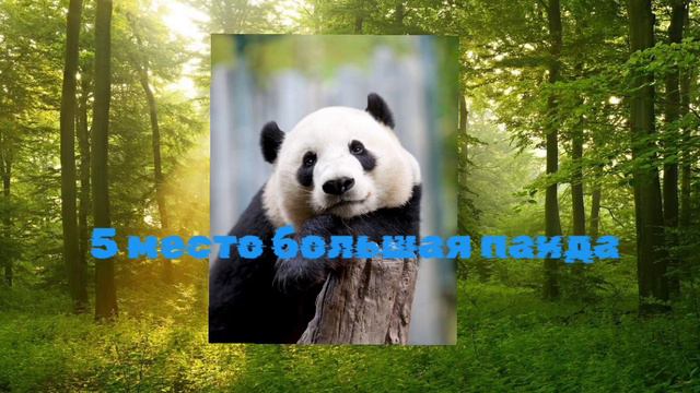 топ 10 моих любимых животных #животные смотреть онлайн