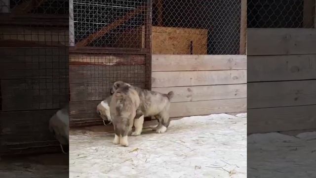 Тигровые щенки алабая смотреть онлайн