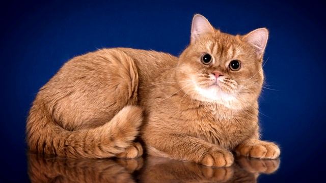 Британская короткошёрстная кошка. История и особенности породы смотреть онлайн