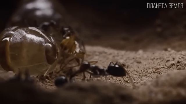 Муравьи: Тайная жизнь маленьких колонизаторов | Интересные факты про муравьев
