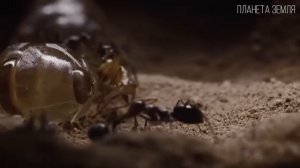 Муравьи: Тайная жизнь маленьких колонизаторов | Интересные факты про муравьев