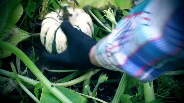 ТЫКВЫ МУТАНТЫ ИЗ ПОДМОСКОВЬЯ смотреть онлайн