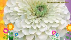Цинния георгиноцветковая Полярный медведь. Краткий обзор, описание zinnia elegans Polyarnyy medved'