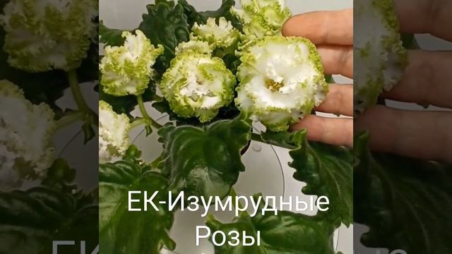 Фиалка ЕК-Изумрудные Розы (Е.В. Коршунова) 2018 г. смотреть онлайн