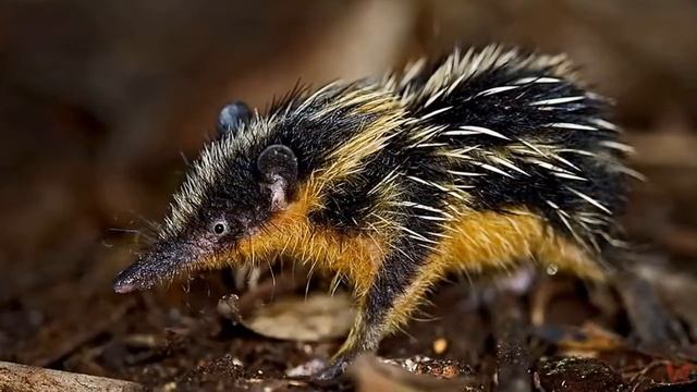 Полосатый тенрек (лат. Hemicentetes semispinosus) смотреть онлайн
