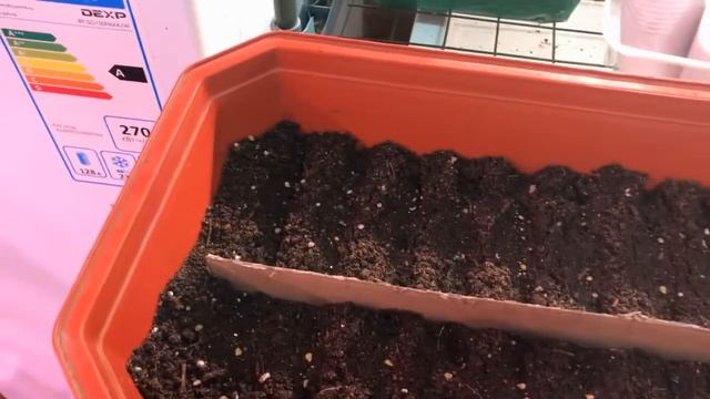 Посев иностранных томатов для открытого грунта в Сибири смотреть онлайн