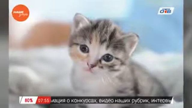 Пушистое утро – влияние кошек на климат в семье