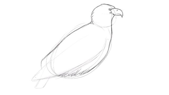 Drawing a Bald Eagle with David Allen Sibley смотреть онлайн