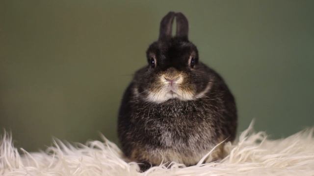 ДВ Рамона, кролик декоративный - минор, черный оттер смотреть онлайн