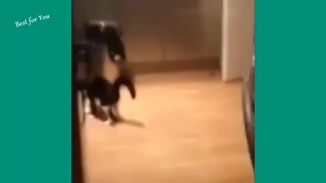 Новая ржачная подборка видео с котиками ! смотреть онлайн