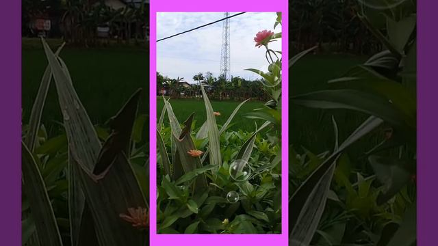 LAGU : KERINDUAN RIDHO RHOMA ( Lokasi : Ds.Doreng Kec.Wonosalam Kab.Demak JATENG ). смотреть онлайн