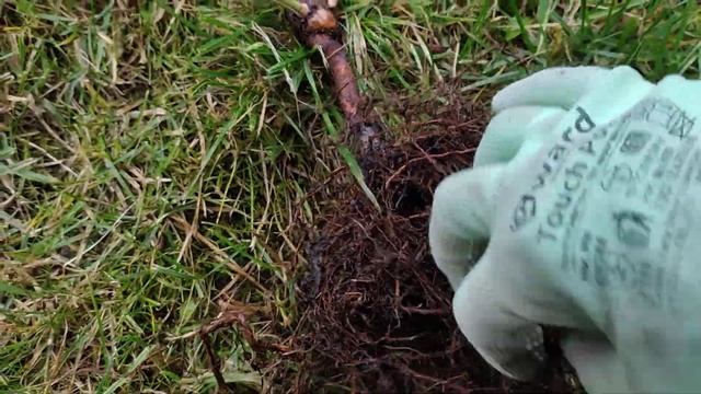❗Бактериальный рак на розе в начальной стадии. смотреть онлайн